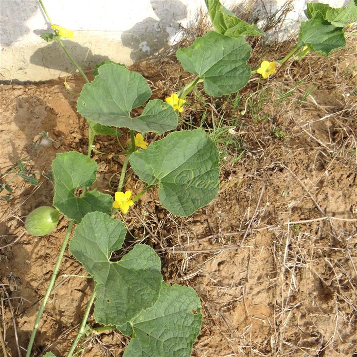  Plant